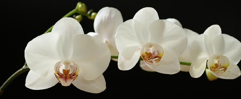 Anneler günü için gönderilecek çiçek önerisi beyaz orkide