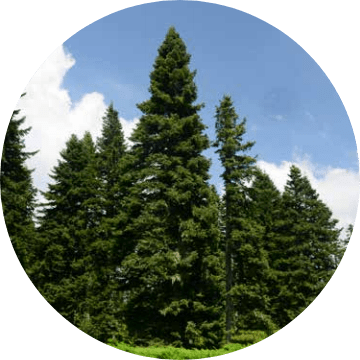 Bilecikte yetişen ağaç türleri nelerdir