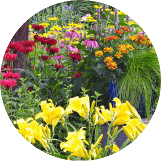 Mevsimlik çiçek isimleri listesi