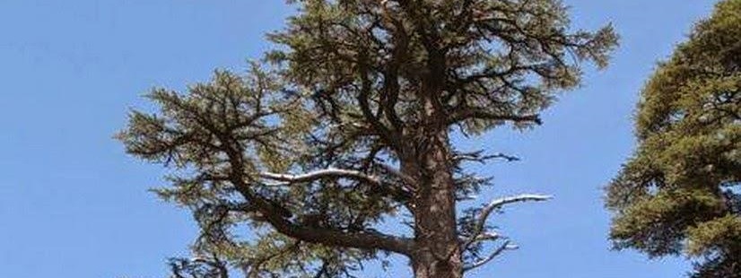 antalya tarihi ağaç çeşitleri