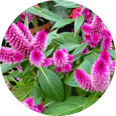 horoz ibiği çiçeği