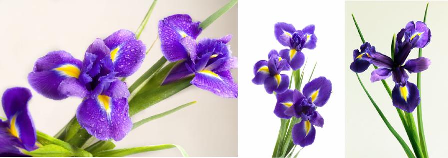 iris çiçeği dünyada engüzel çiçek isimleri