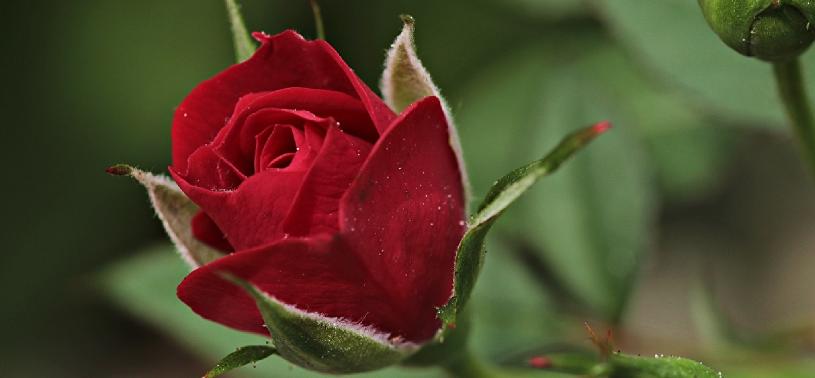 kırmızı güller en çok tercih edilen çiçek türü