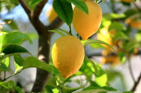 limon türleri nelerdir