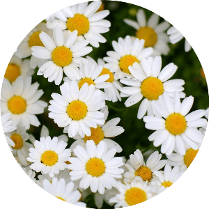 papatya çiçekleri