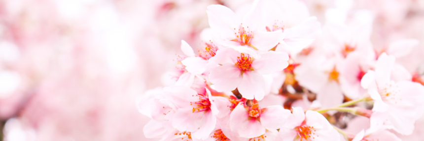 pembe kiraz ağacı çiçeği sakura