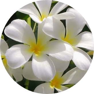 salonda beyaz saksı çiçeği