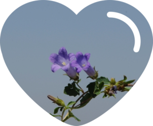 İzmir Çanı Çiçeği resmi