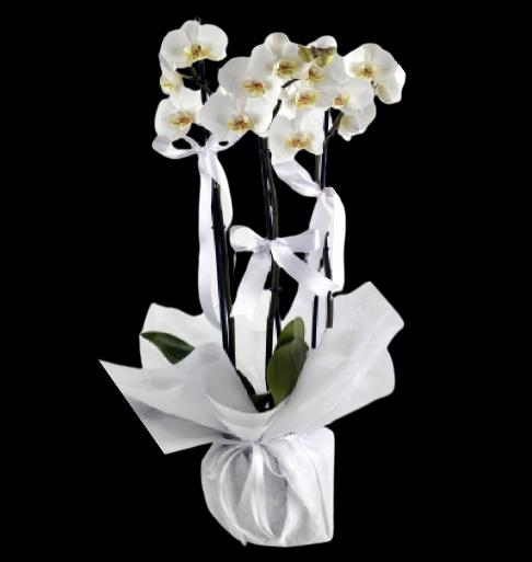 How do you care for orchids?