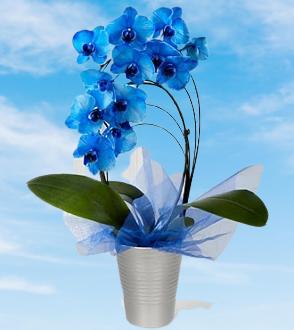 How to care for orchid flower?