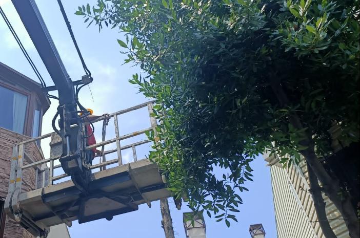 Tree Pruning Service Alaska