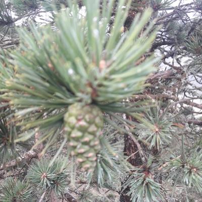 What are the most common plants in the United States