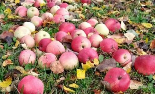 What happens if you prune apple trees in the summer?