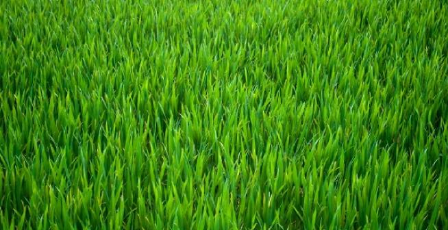 When should I plant grass seed in spring?