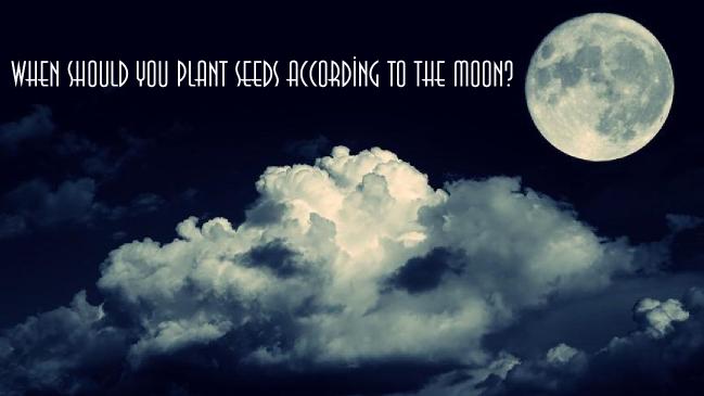 When should you plant seeds according to the moon?
