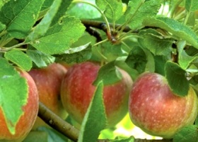 prune apple trees