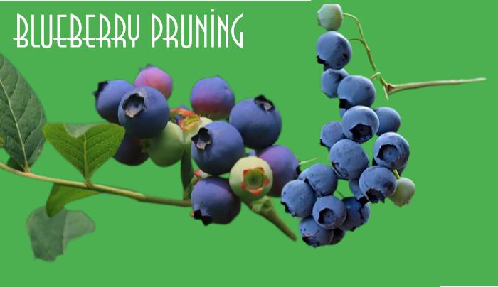 Blueberry pruning