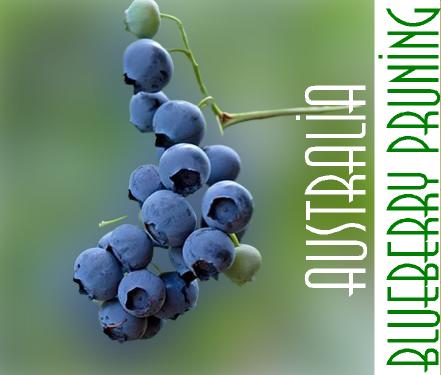 How do you prune blueberries in Australia?