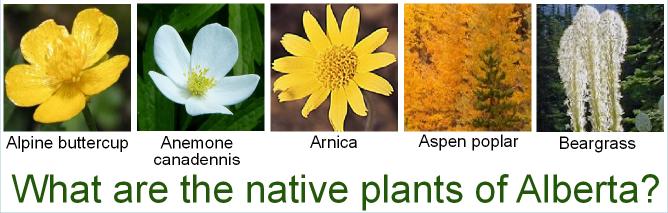 What are the native plants of Alberta?