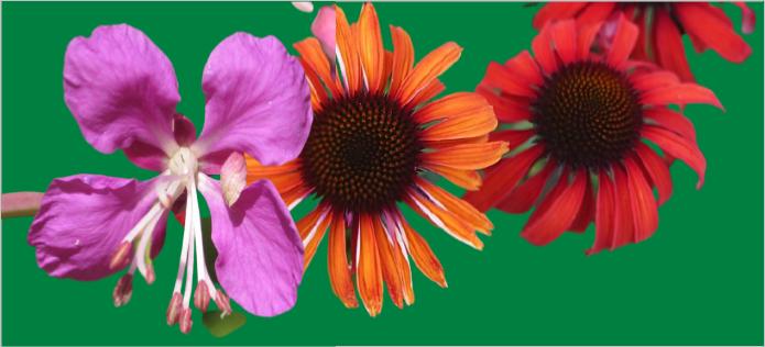 What flower starts with the letter E?