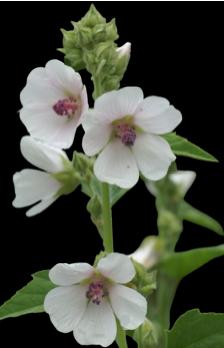 Where is the marshmallow plant?