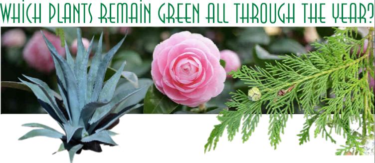 Which plants remain green all through the year?