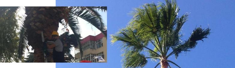 What is the proper way to prune a palm tree?