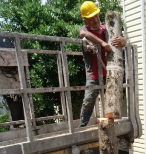Zwecke des Baumschnitts in Deutschland