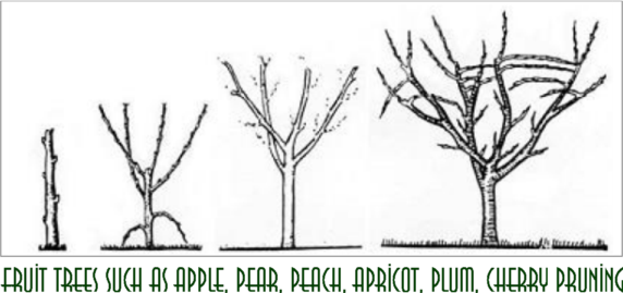 How much does it cost to trim a tree in Colorado?