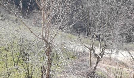 When can you plant trees in Connecticut