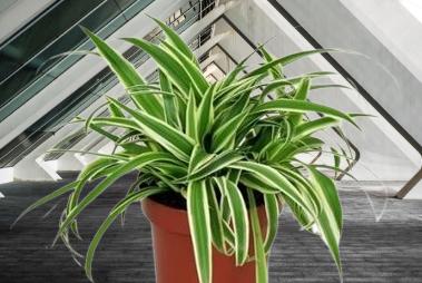 Is Chlorophytum indoor or outdoor plant?