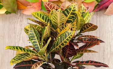 What is the best way to water Croton plants?
