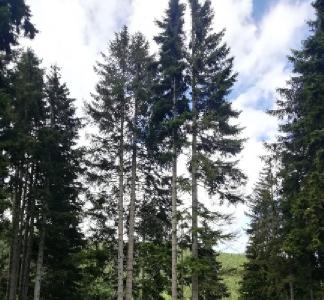Coniferous tree species