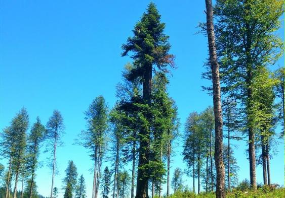 Are fir trees native to North America?