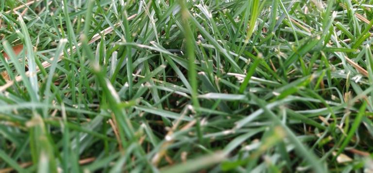 Can you plant grass seed in December in Florida?
