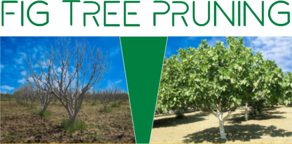 Fig Tree Pruning
