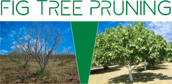 Fig Tree Pruning
