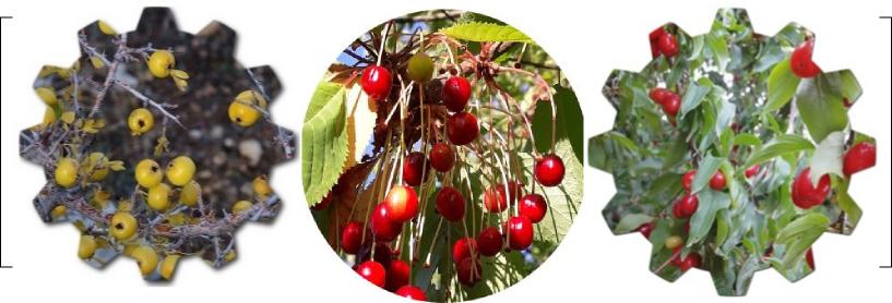 What fruit trees are best in the jungle?