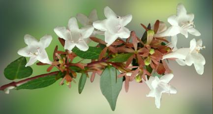 What is the best flowering bush to grow in Florida
