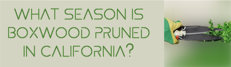 What season is boxwood pruned in California? 