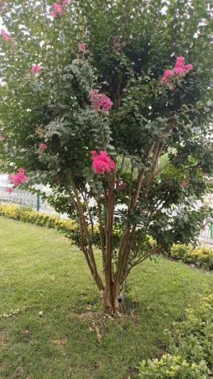 When is tree pruning done in Ontario 