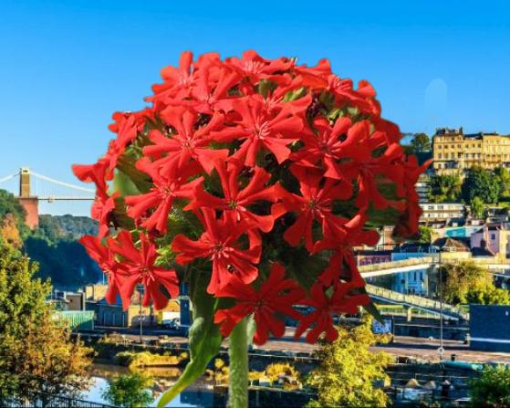 What is the flower of Bristol?