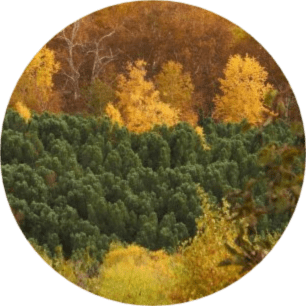 Can a Red Tree Grow in America?
