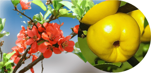 Is flowering quince native to the US?