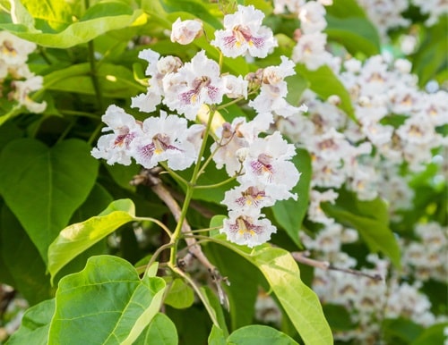 The best ornamental trees for the garden and landscape