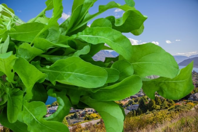 What is arugula used for in cooking