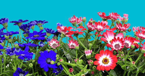 Can you introduce the Senecio cruentus flower?
