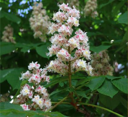 Which trees are mostly used as ornamental trees?