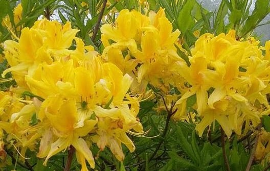 Are rhododendrons native to USA Rhododendron of America 
