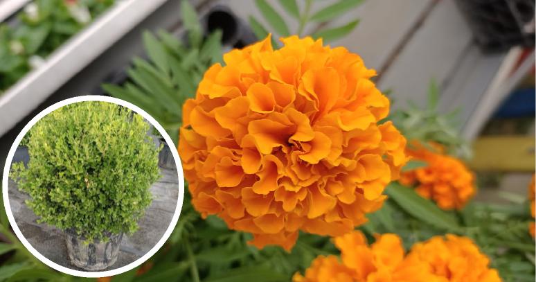 How to care for a Seattle landscaping garden